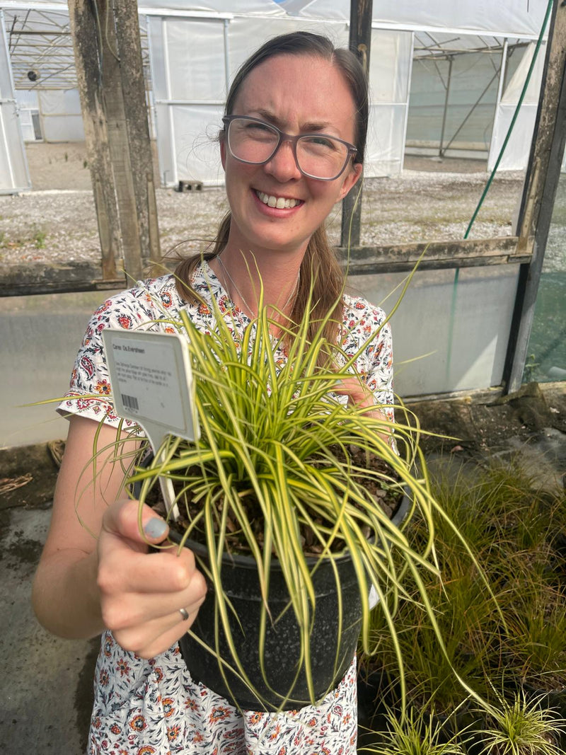 Carex oshimensis Eversheen 3 Litre Pot
