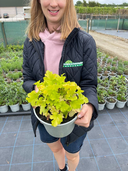 Heuchera Lime Marmalade 2 Litre Pot