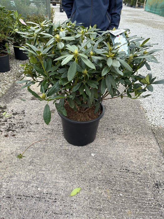 Rhododendron Hyb Madame Masson 40 Litre Pot