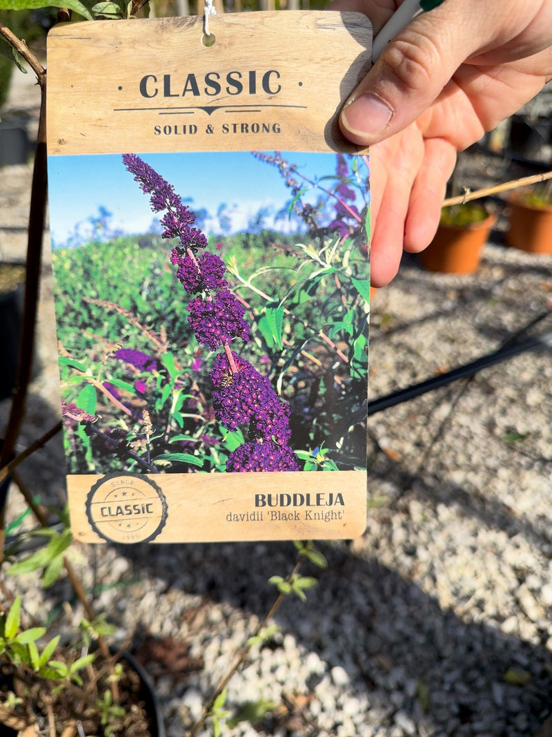Buddleja davidii Black Knight 12 Litre Pot 80-100cm