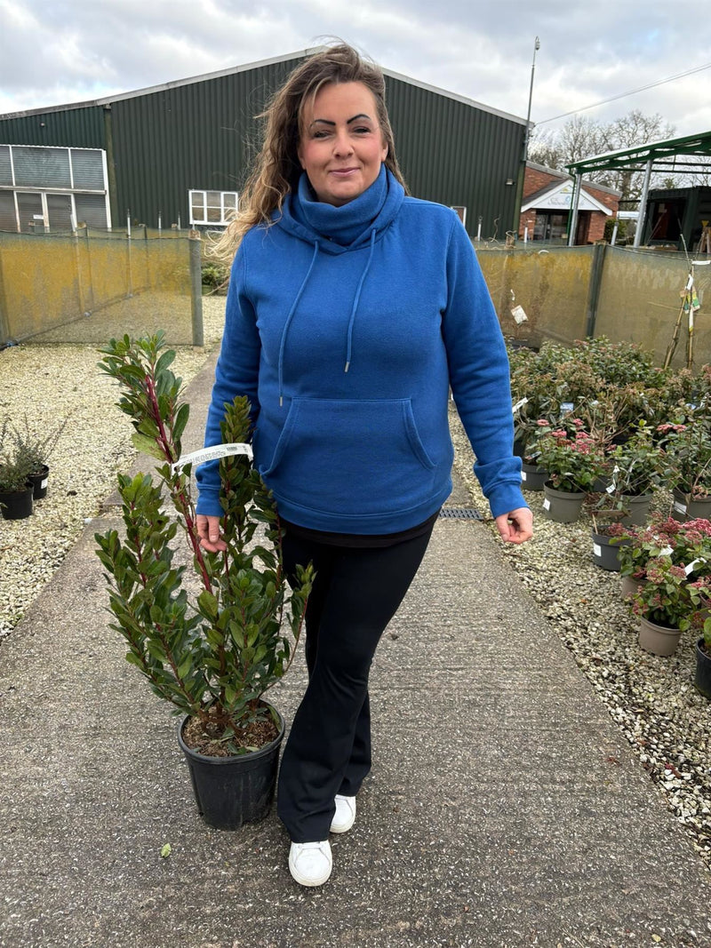 Arbutus Unedo 9 Litre Pot