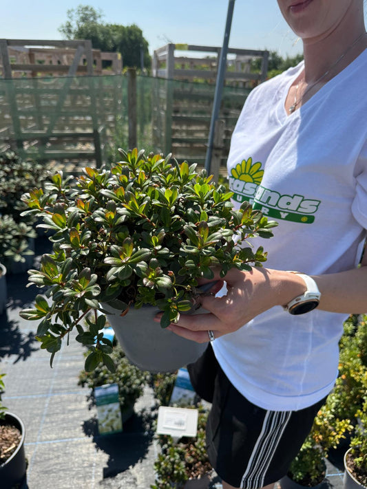 Rhododendron Wren 5 Litre Pot