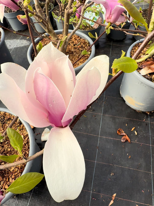 Magnolia soulangeana Andre Leroy 15 Litre Pot