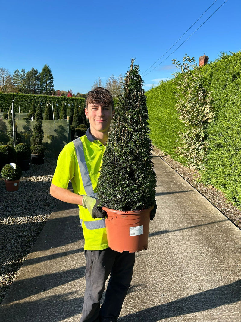 Yew Taxus Baccata Cone 10 Litre Pot 70/80cm — Grasslands Nursery