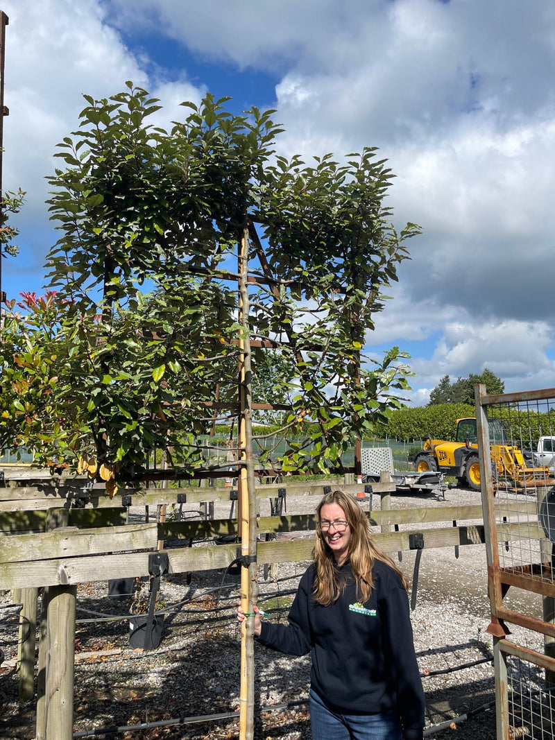 Elaeagnus Compacta Pleached 3/4 Standard 150cm Stem 120x120 Frame Project Tree