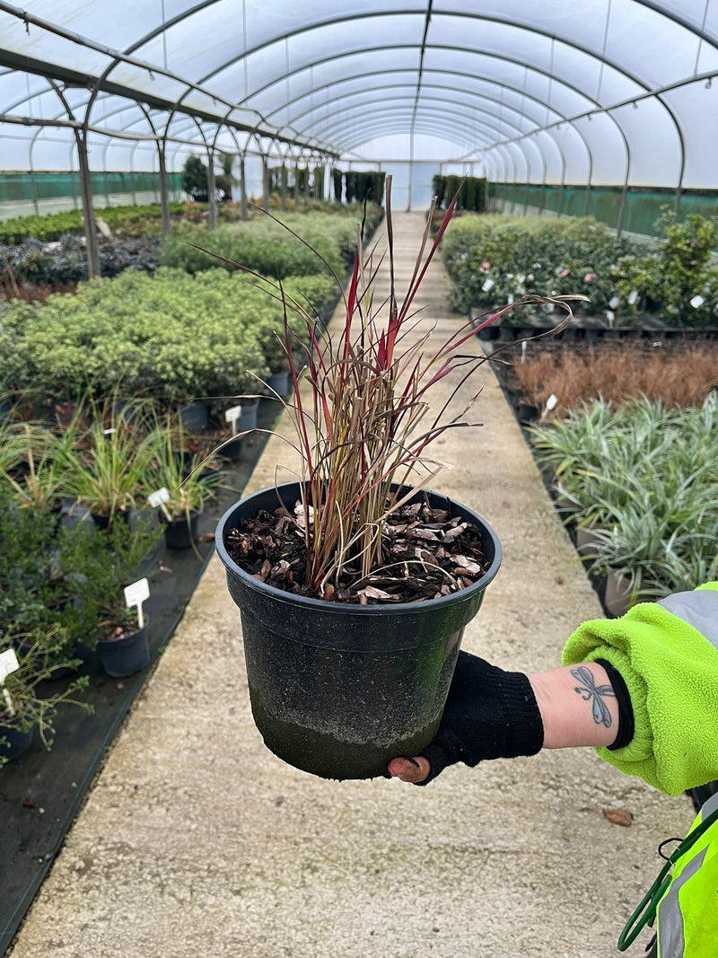 Imperata Red Baron 3 Litre Pot