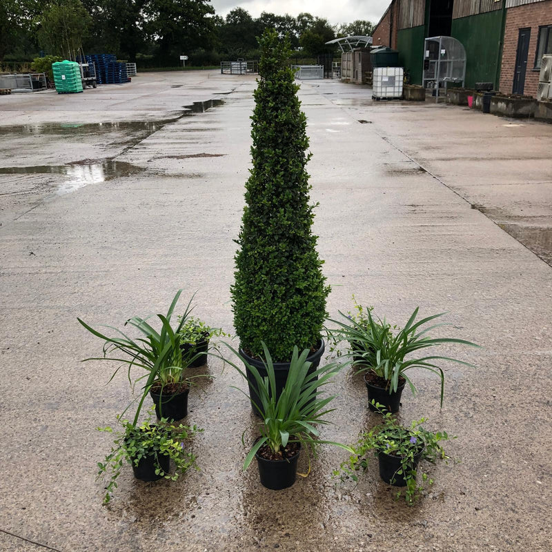 Statement Plants Border Pack