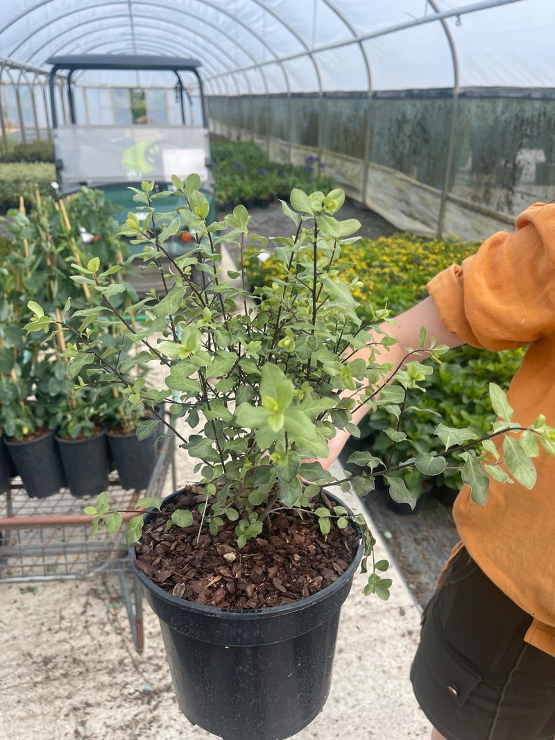 Pittosporum Tenu. Wrinkled Blue 3 Litre Pot