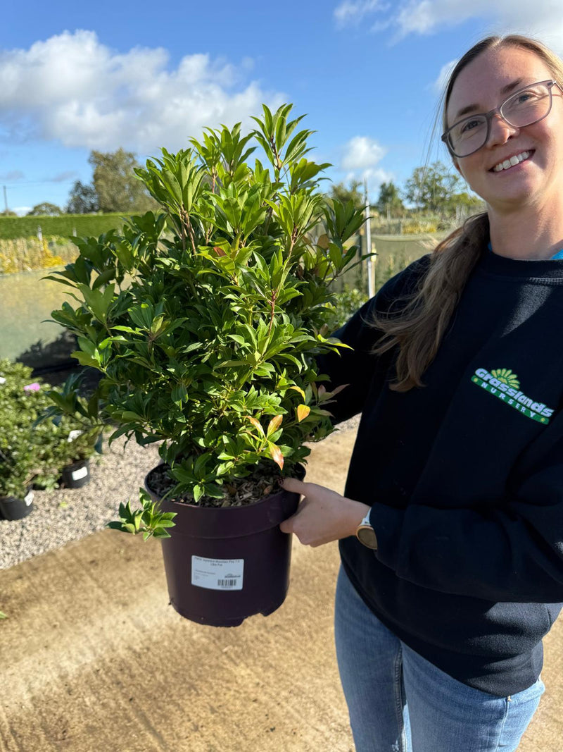 Pieris Japonica Mountain Fire 7.5 Litre Pot