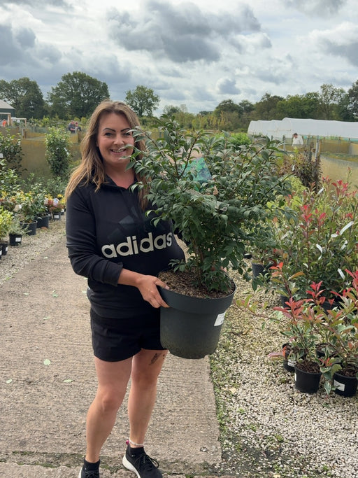 Euonymus alatus Compactus 12 Litre Pot 60-80cm