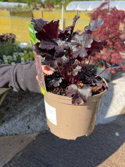 Heuchera Timeless Night 2 Litre Pot