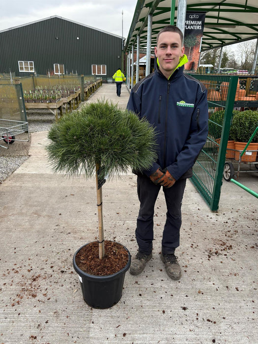 Pinus Nigra Brepo 25 Litre Pot Quarter Standard