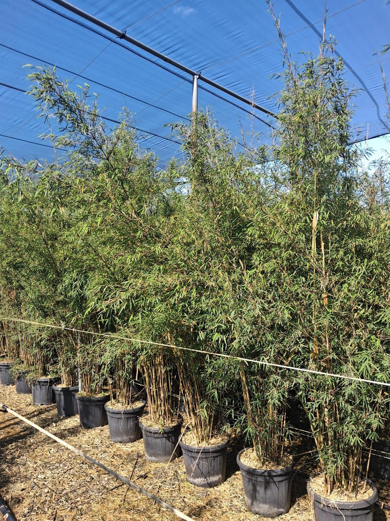 fargesia angustissima Fargesia Angustissima 30 Litre Pot 230-250cm Specimen — Grasslands Nursery