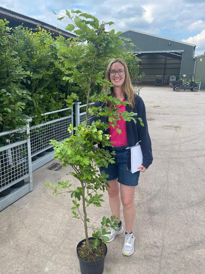 Beech Hedging Green Or Fagus Sylvatica 7.5 Litre Pot 150/175cm