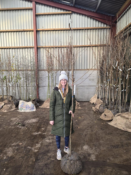 Prunus Avium Plena Standard 6-8 cm Girth Rootballed