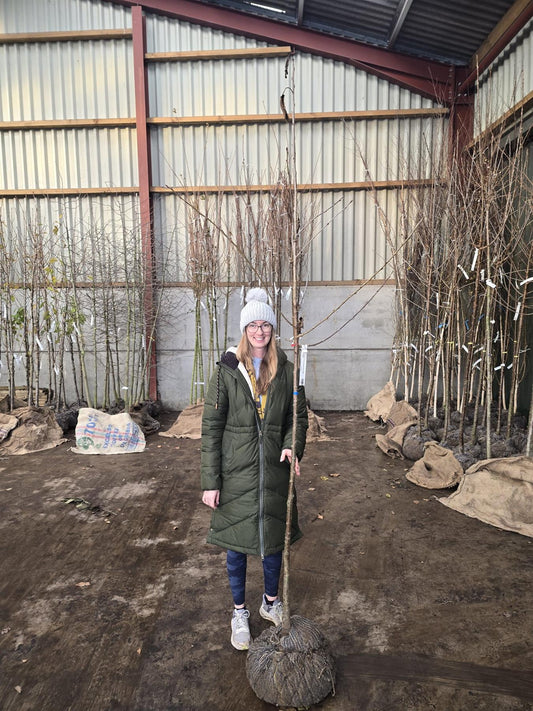 Prunus Avium Plena Standard 6-8 cm Girth