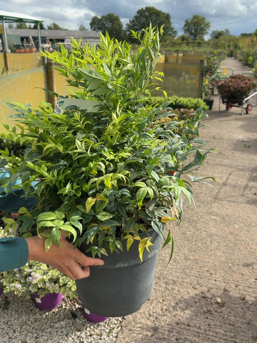 Nandina Domestica Lemon Lime 10 Litre Pot