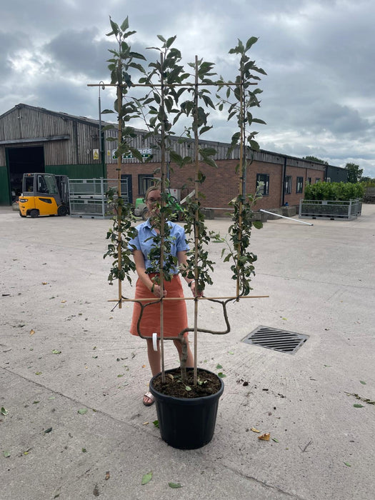 Apple Malus Cox's Orange 50 Litre Pot Double U Frame