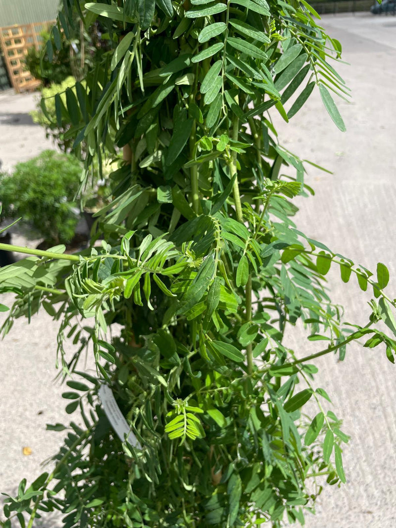 Clianthus puniceus White Heron 20 Litre Pot 175/200cm Tall