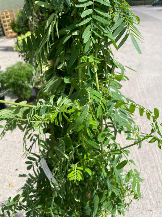 Clianthus puniceus White Heron 20 Litre Pot 175/200cm Tall
