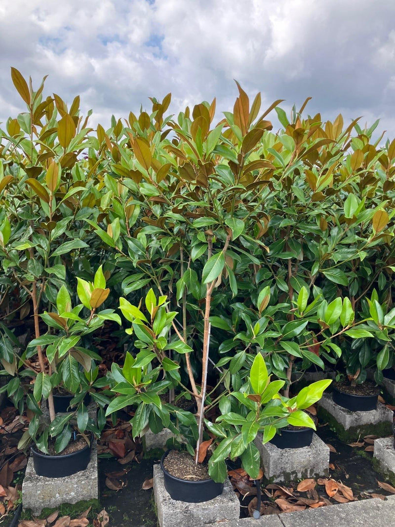 Magnolia Grandiflora Gallisoniensis 20 Litre Pot 175/200cm