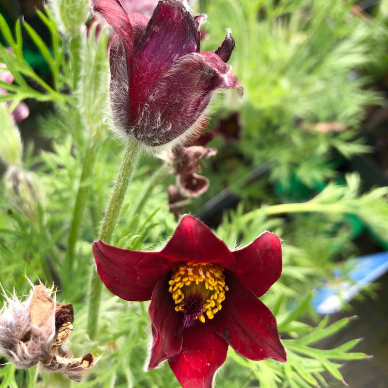 Pulsatilla Vulgaris Rubra  3 Litre Pot