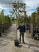 Quercus Ilex Pleached - Holm Oak 180cm ST 120cm x120 cm Frame
