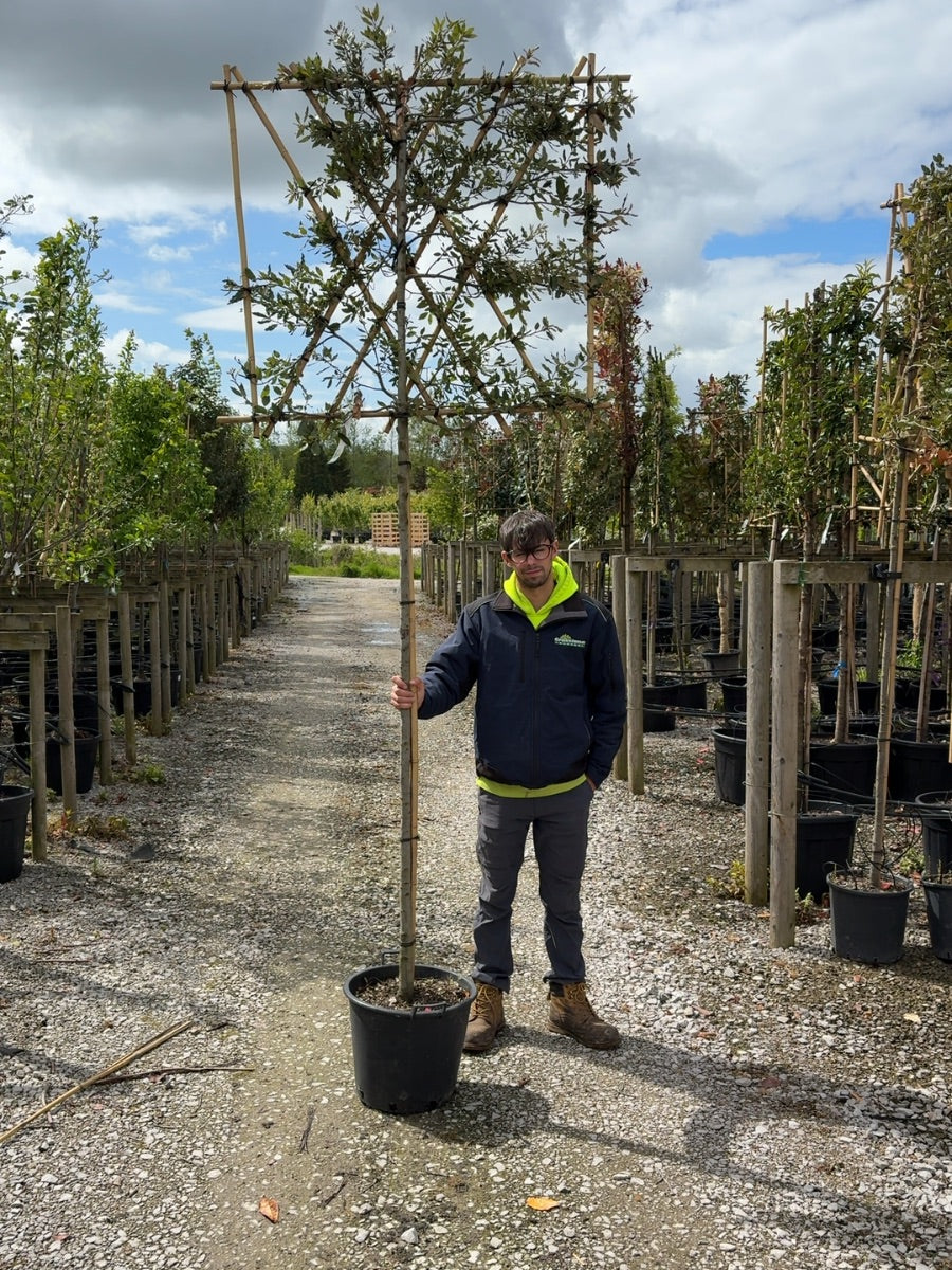 Quercus Ilex Pleached - Holm Oak 180cm ST 120cm x120 cm Frame