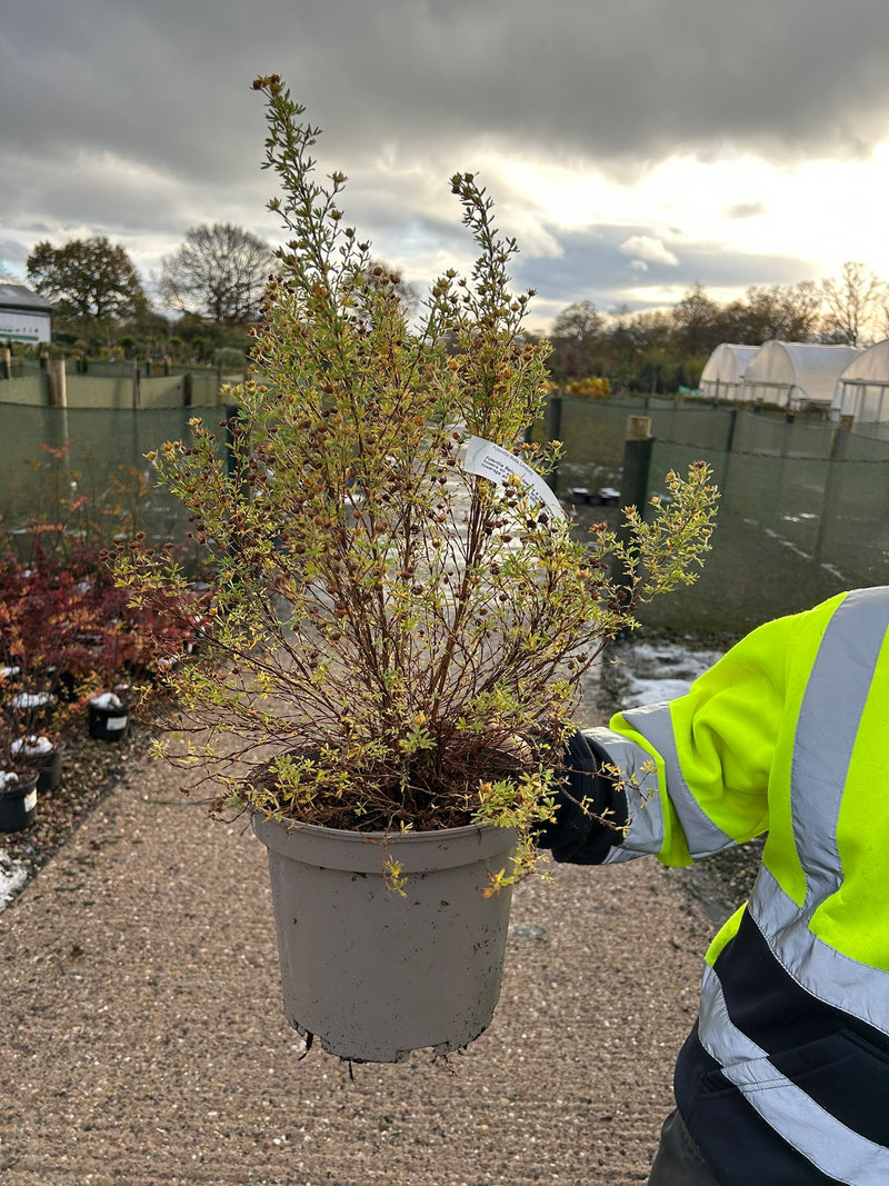 Potentilla fruticosa Bella Lindsay 4 Litre Pot