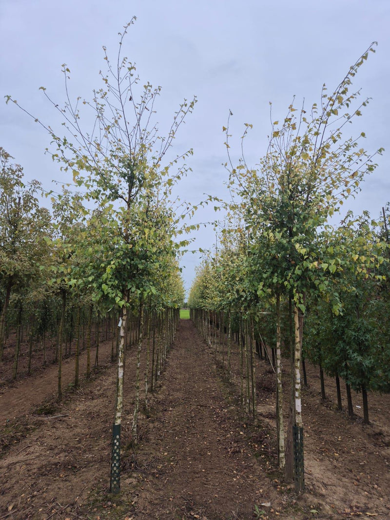 Betula Pendula Schneverd Goldbirke 8/10cm Girth  Pre-Order/Ready For June