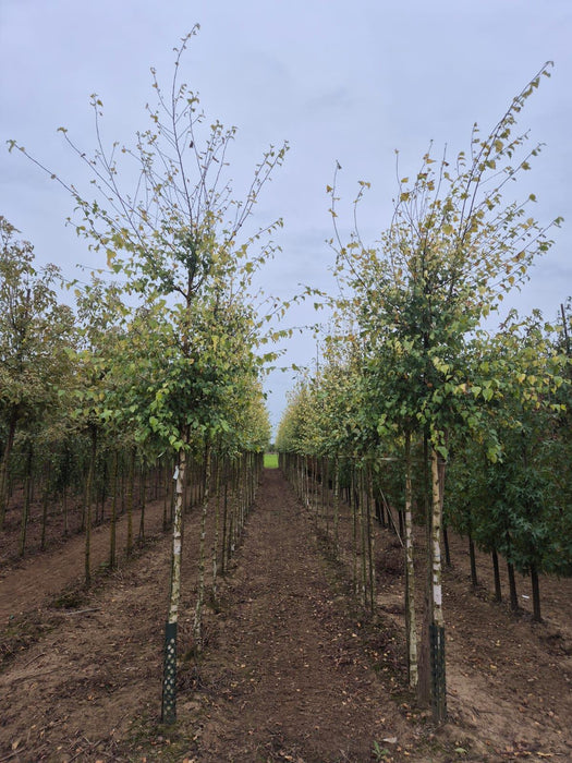 Betula Pendula Schneverd Goldbirke 8/10cm Girth