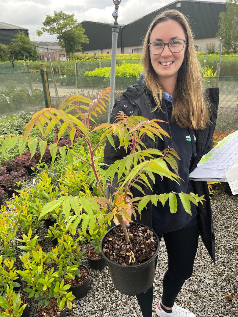 Rhus Dissectum 3 Litre Pot