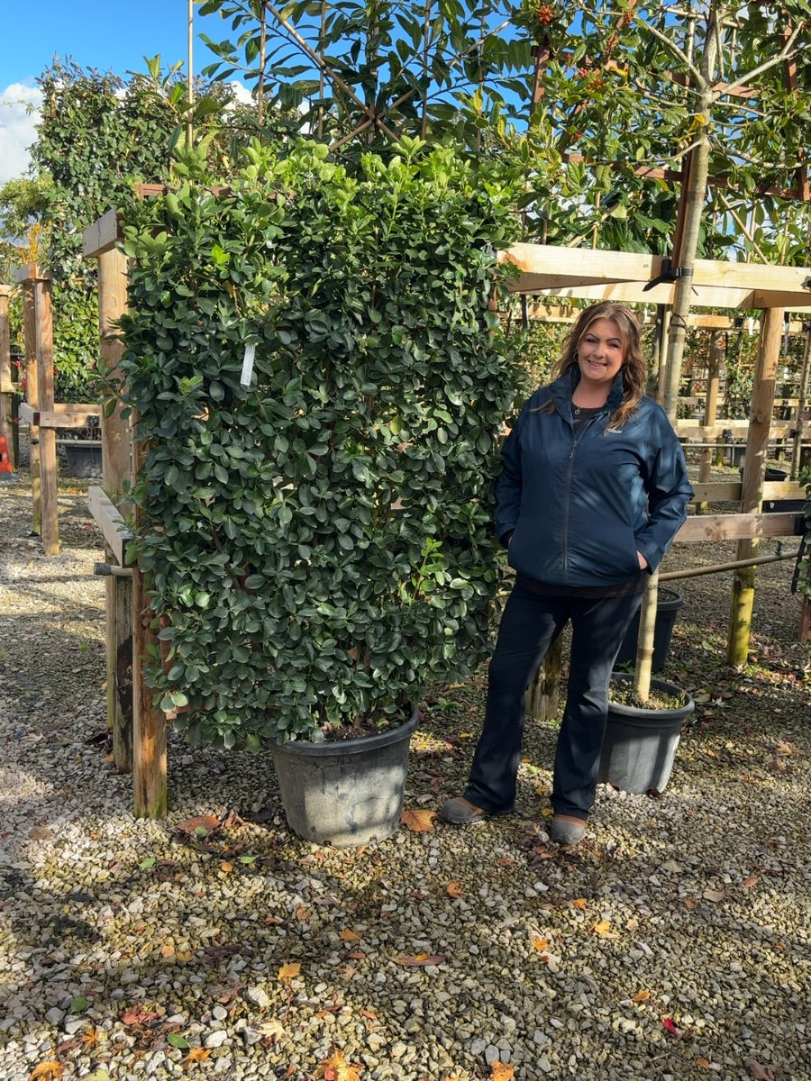 Euonymus japonicus Pleached Wall Frame 160 x 110cm