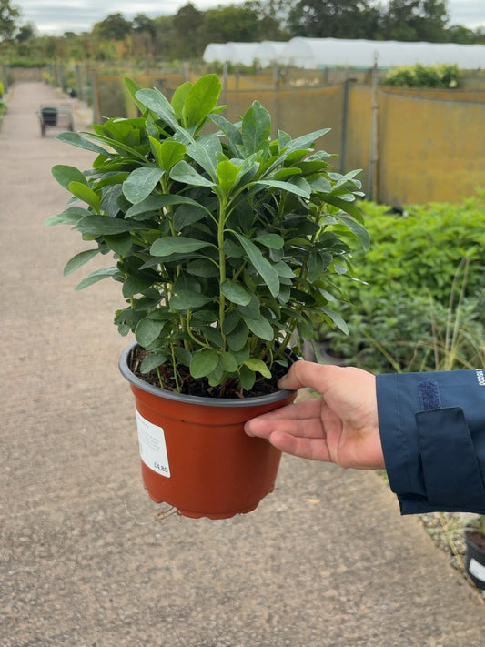 Euphorbia Robbiae 2 Litre Pot