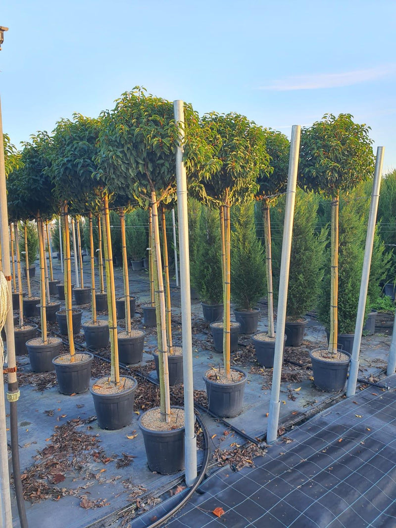 Prunus Lusitanica Myrtifolia 100cm Stem 1/2 Standard 18 Litre Pot