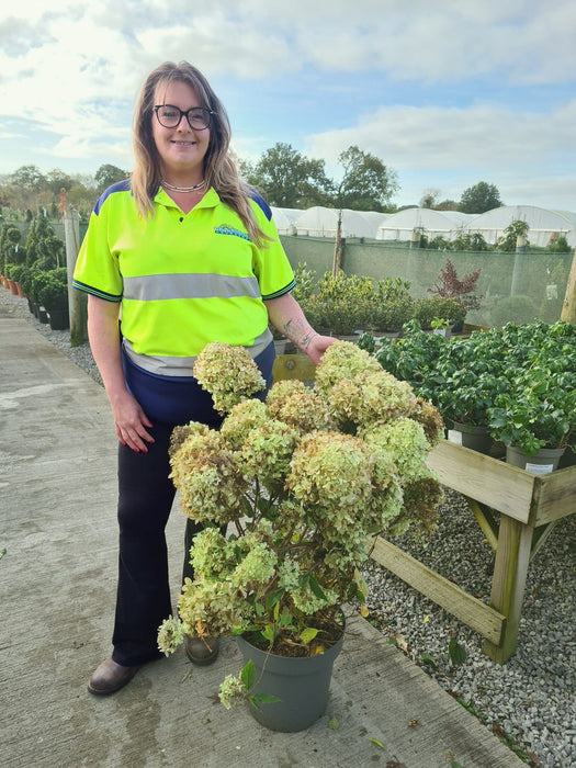 Hydrangea Paniculata Little Lime 12 Litre Pot 60/80cm
