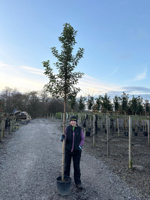 Prunus Lusitanica 8-10cm Standard Pot Grown