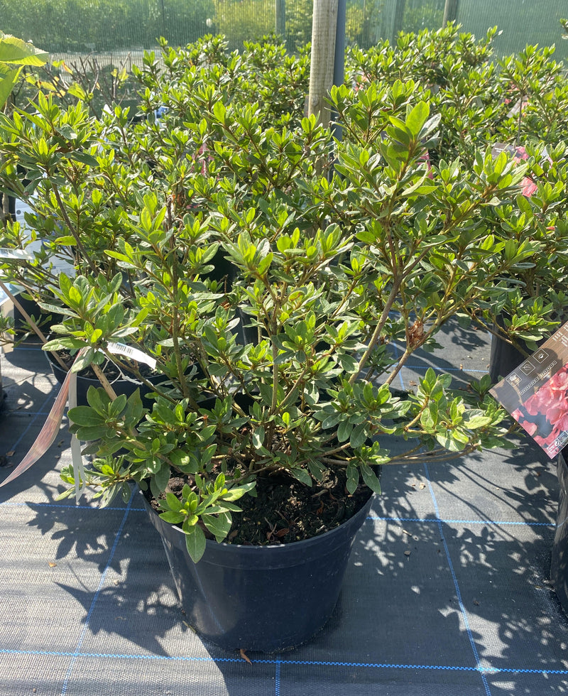 Azalea x Repetita Coral 10 Litre Pot