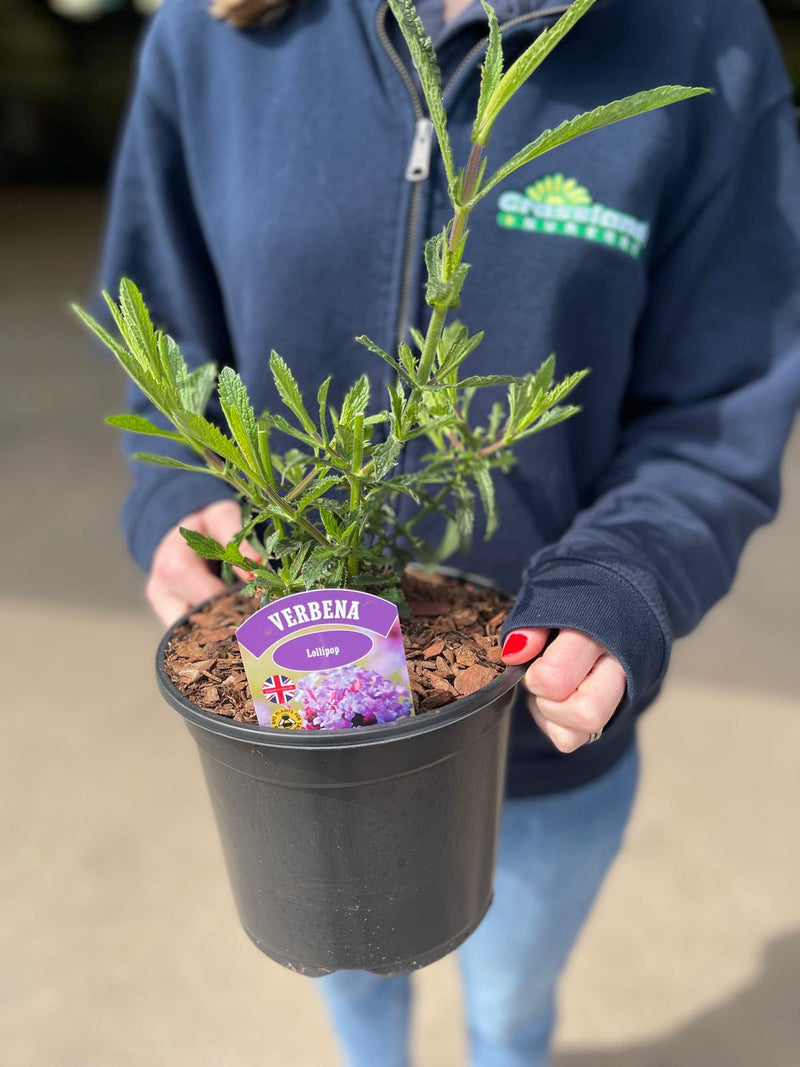 Verbena Lollipop 3 Litre Pot