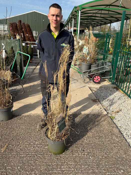 Miscanthus Ferner Osten 12 Litre Pot 100/125
