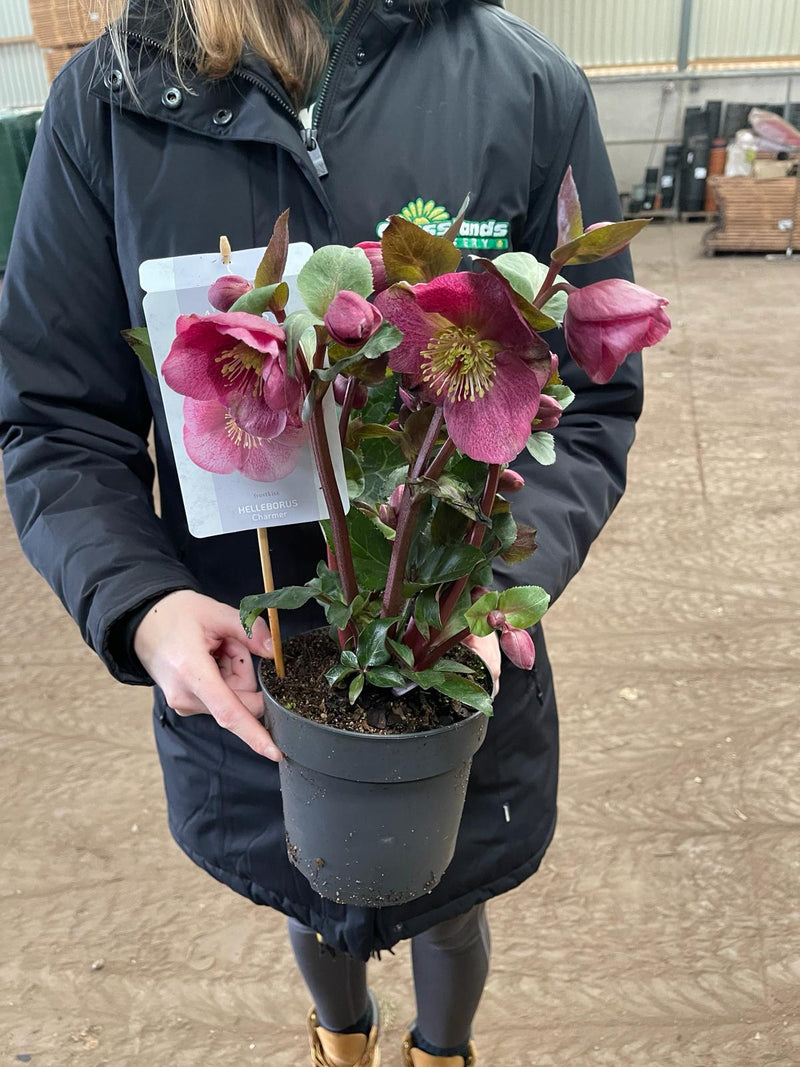 Helleborus Charmer 15cm Pot