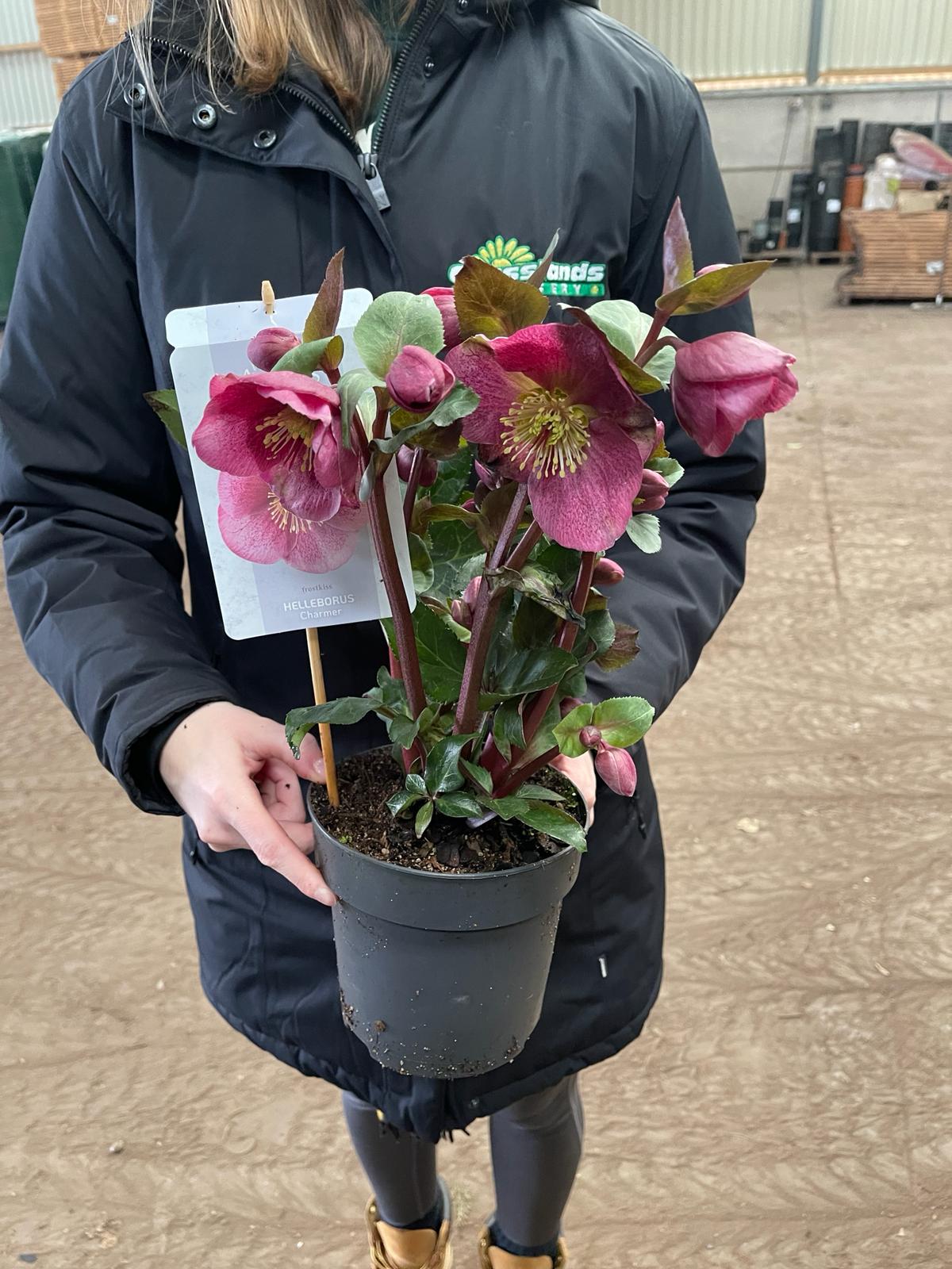 Helleborus Charmer 15cm Pot — Grasslands Nursery