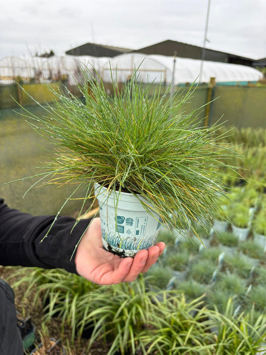 Festuca Compact Blue 10.5cm Pot