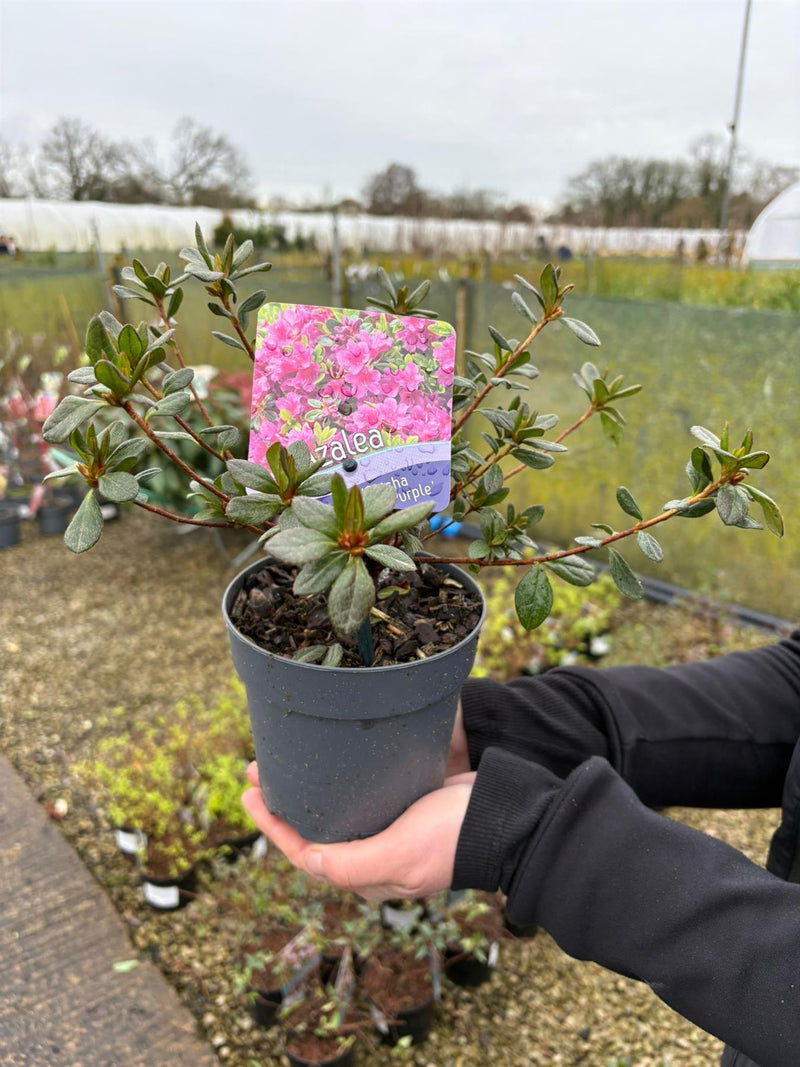 Azalea Japonica Geisha Purple 1.5 Litre Pot