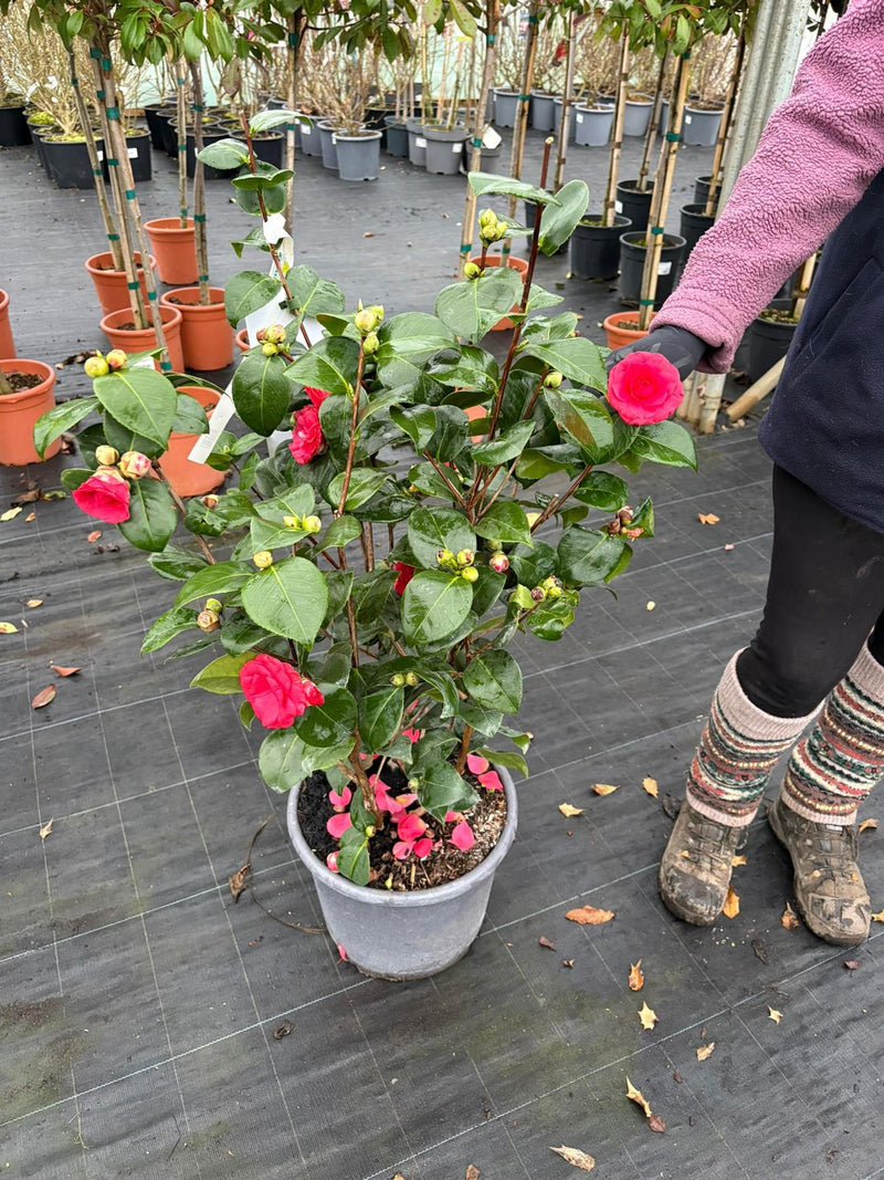Camellia Jap. Rosedale's Beauty 15 Litre Pot — Grasslands Nursery