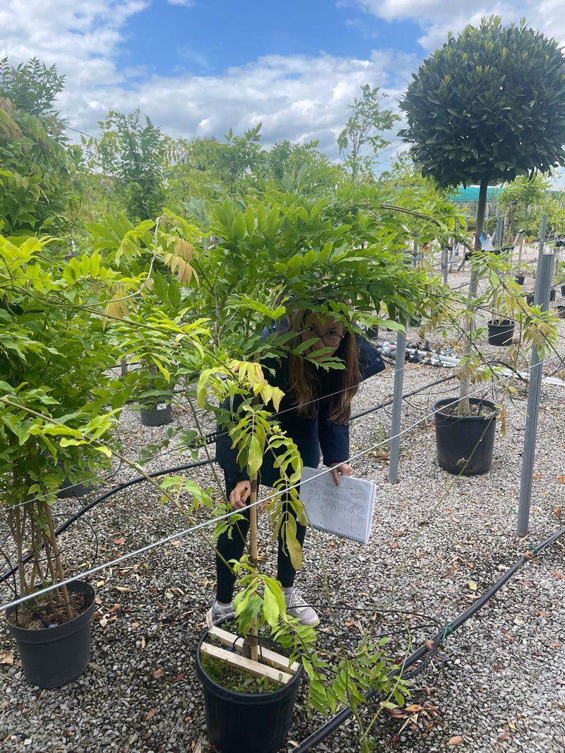 Wisteria Sinensis Blue Half Standard 20 Litre Pot