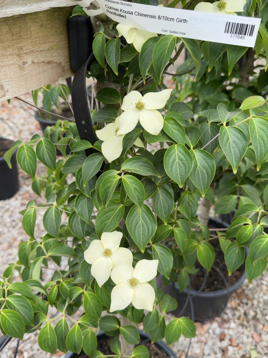Cornus Kousa Chinensis 8/10cm Girth