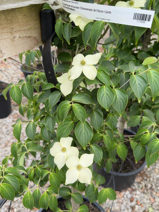 Cornus Kousa Chinensis 8/10cm Girth