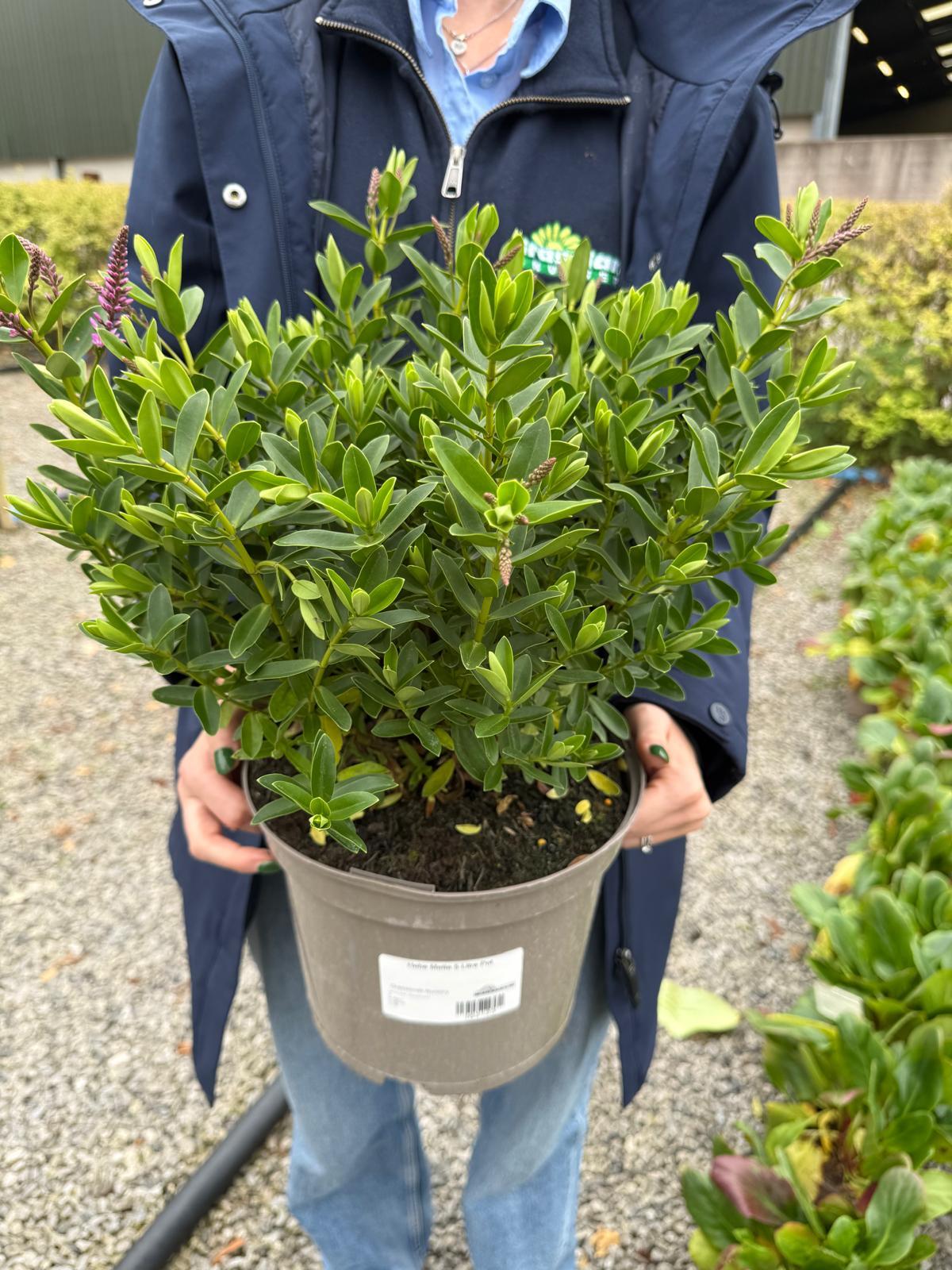 Hebe Mette 5 Litre Pot