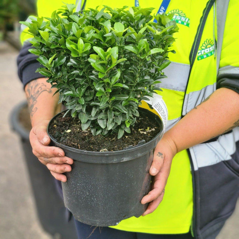 Euonymus Jap. Green Spire 5 Litre Pot